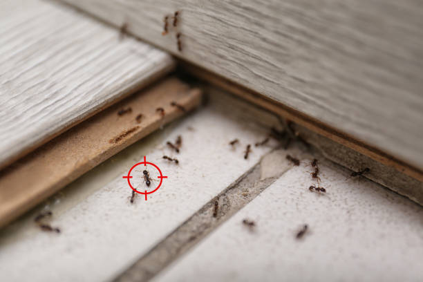 Best Flea Control Services  in South Hooksett, NH