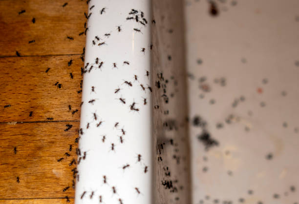 Best Mosquito Control Services  in South Hooksett, NH