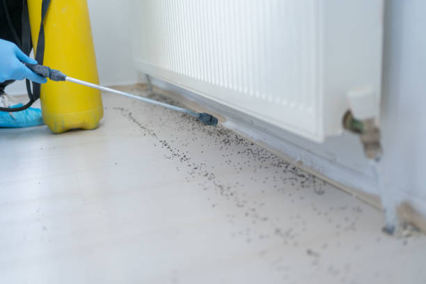 Best Wasp Removal Services  in South Hooksett, NH
